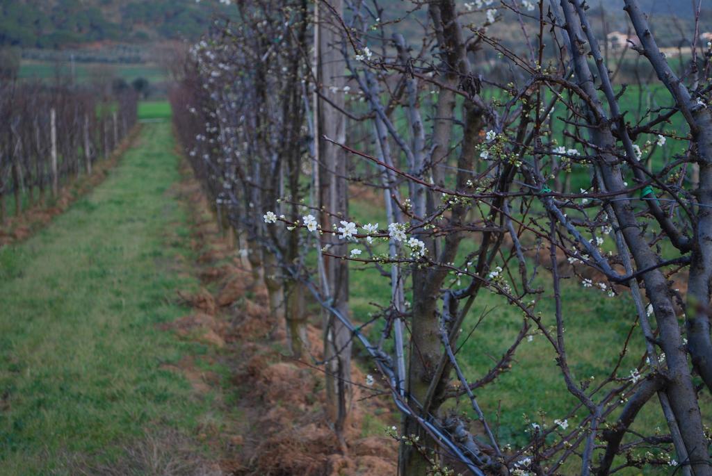 Agriturismo Val Di Nappo กาส์ตีจลิโอเน เดลลา เปสกายา ภายนอก รูปภาพ