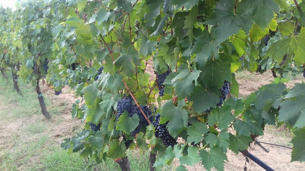 Agriturismo Val Di Nappo กาส์ตีจลิโอเน เดลลา เปสกายา ภายนอก รูปภาพ